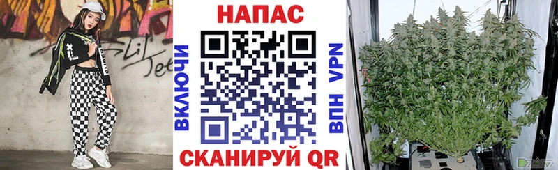 Шишки марихуана марихуана  Вязники 